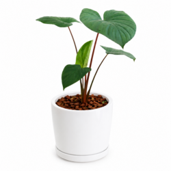 Homalomena Rubescens - King of Heart