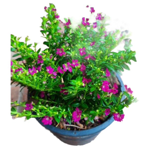 Cuphea hyssopifolia Thai Garden Design