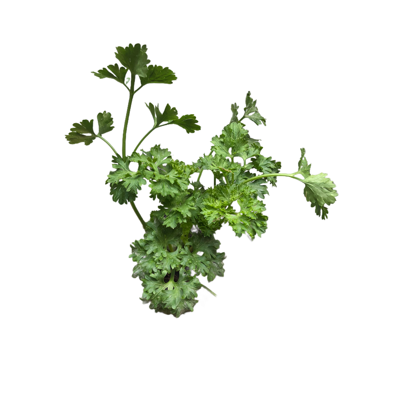 Flat Leaf Parsley Plant Thai Garden Design