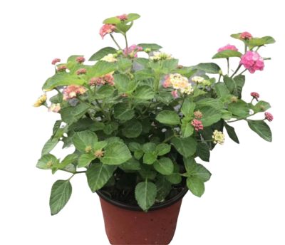 West Indian Lantana - Image 3