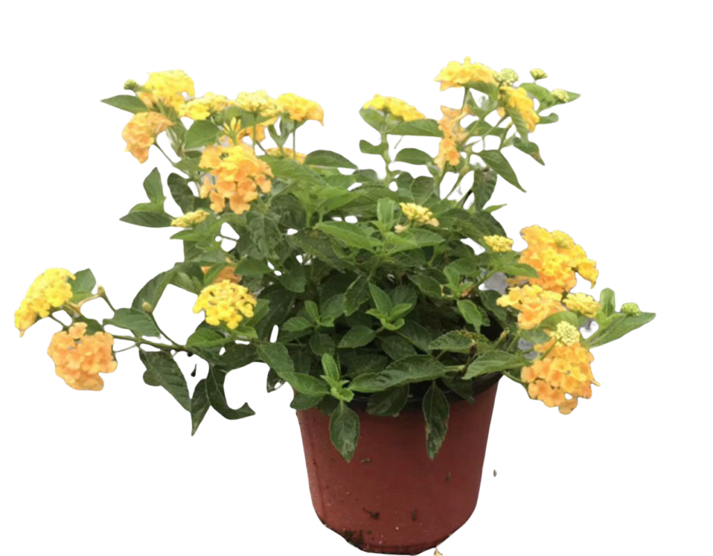 Lantana camara ( yellow) Thai Garden Design