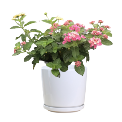 West Indian Lantana