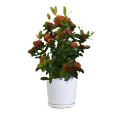 Ixora - Red