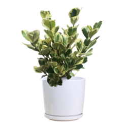 Ficus deltoidea (variegated)