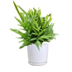 Musk fern / Monarch fern