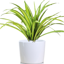 Pandanus Grass (Screwpine)