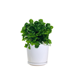 Watercress