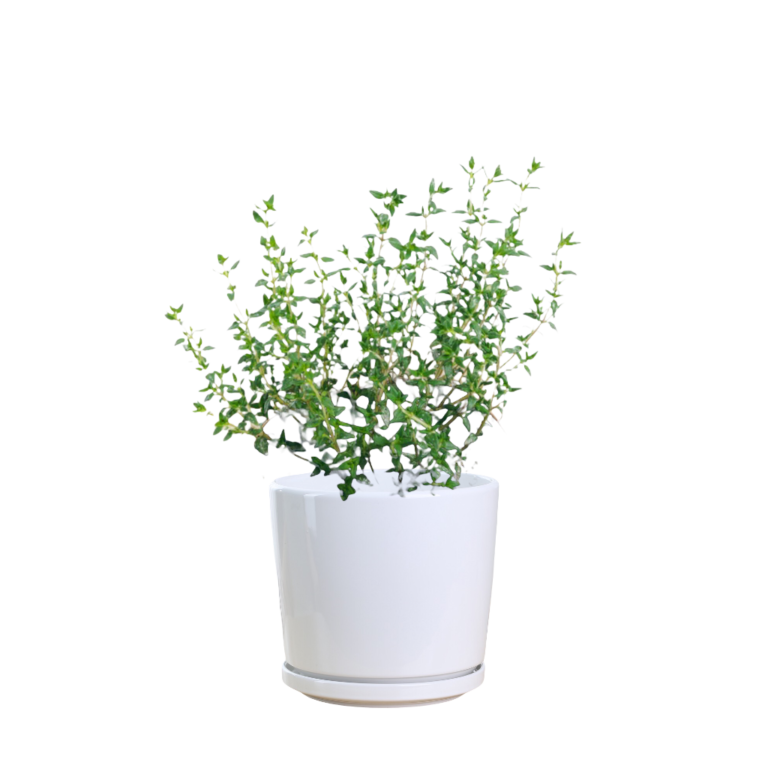 Thyme Plant Thai Garden Design