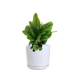 Red Sorrel Plant