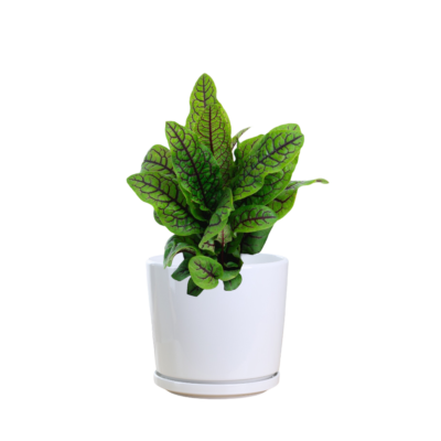 Red Sorrel Plant