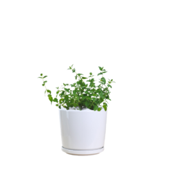 Peppermint Plant