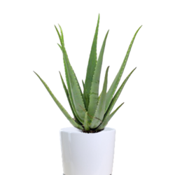 Aloe Vera Plant