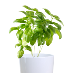 Italian Basil Plant