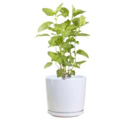Holy Basil Plant