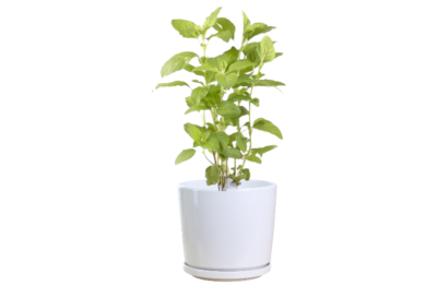 Holy Basil Plant