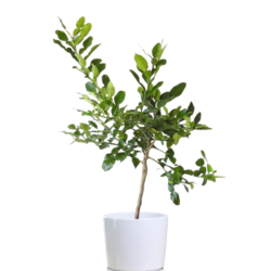 Kaffir Lime Plant