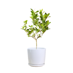 Lime Tree