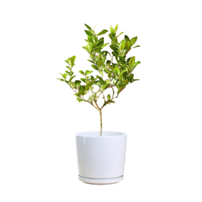 Lime Tree