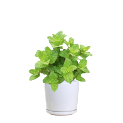 Mint Plant