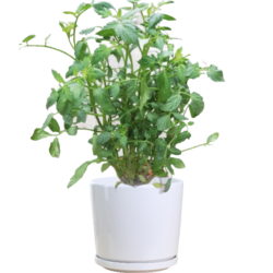 Tomato Plant
