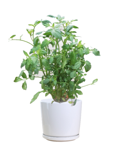 Tomato Plant