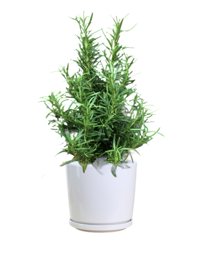Rosemary Plant