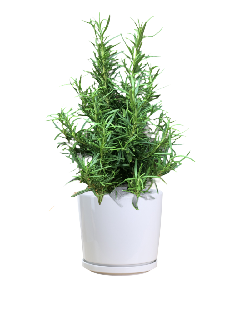 Rosemary Plant Thai Garden Design