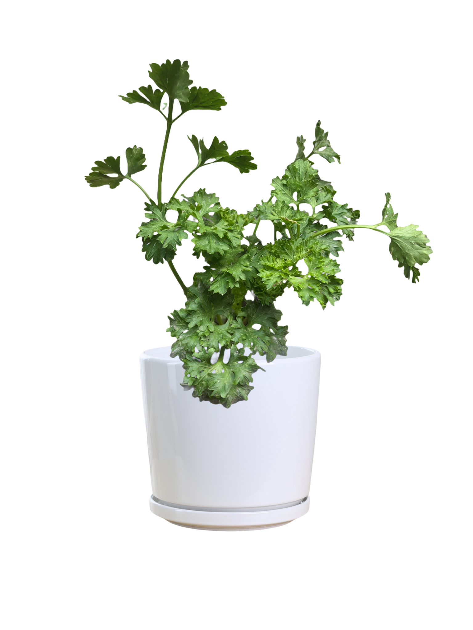 Flat Leaf Parsley Plant Thai Garden Design