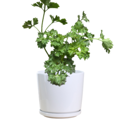 Flat Leaf Parsley Plant