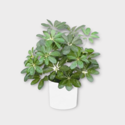 Artificial Dwarf Umbrella Plant