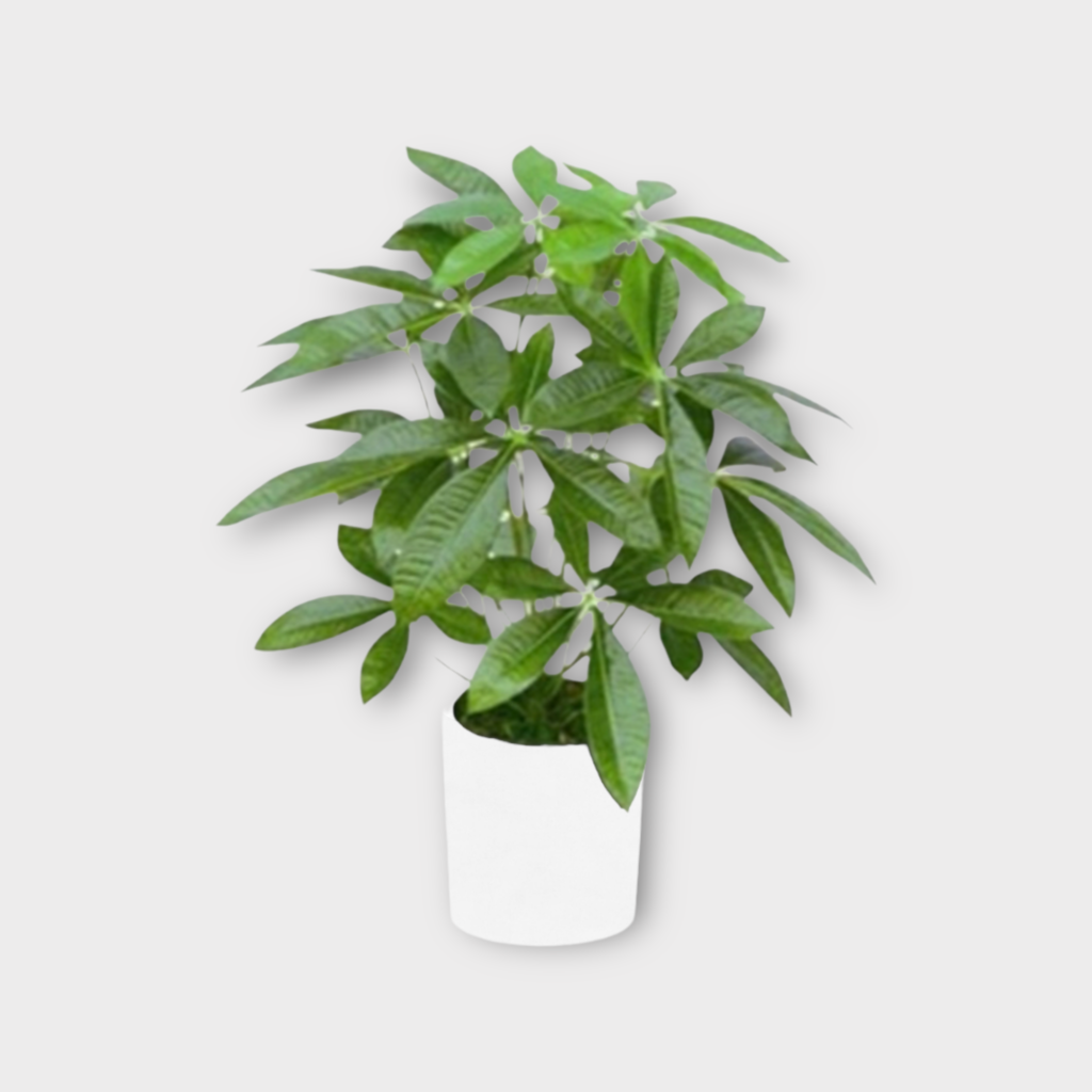 Artificial Money Tree Plant Thai Garden Design