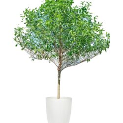 Ironwood Tree - Fagrea fragrans