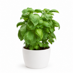 Italian Basil Plant