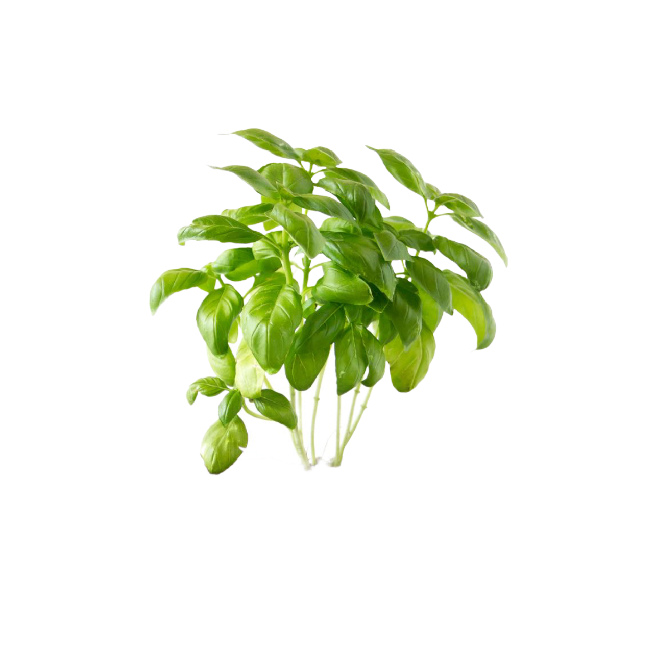 Italian Basil Bangkok Thailand Archives Thai Garden Design italian-basil-bangkok-thailand-archives-thai-garden-design