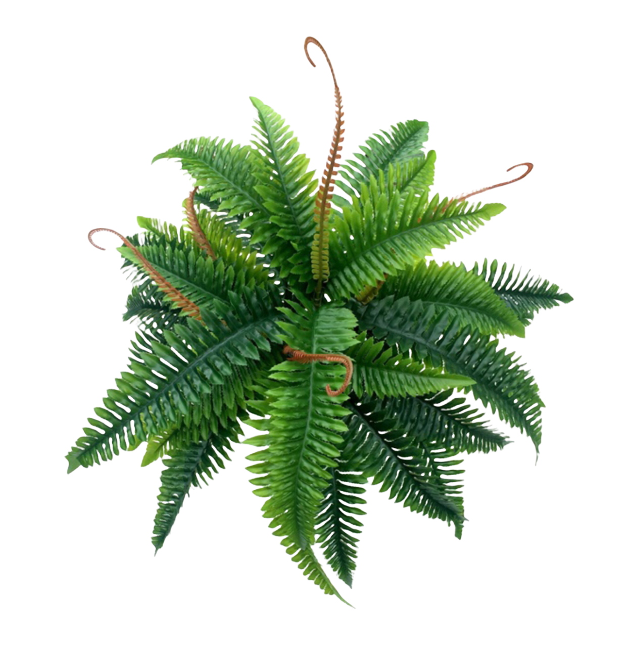 Artificial Boston Fern Thai Garden Design