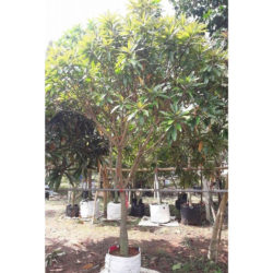Trumpet Tree - Dolichandrone spathacea