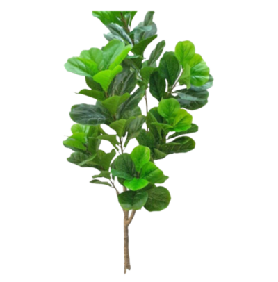 fiddle-leaf-fig - Thai Garden Design