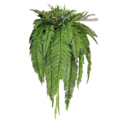 Artificial Hanging Fern (2)