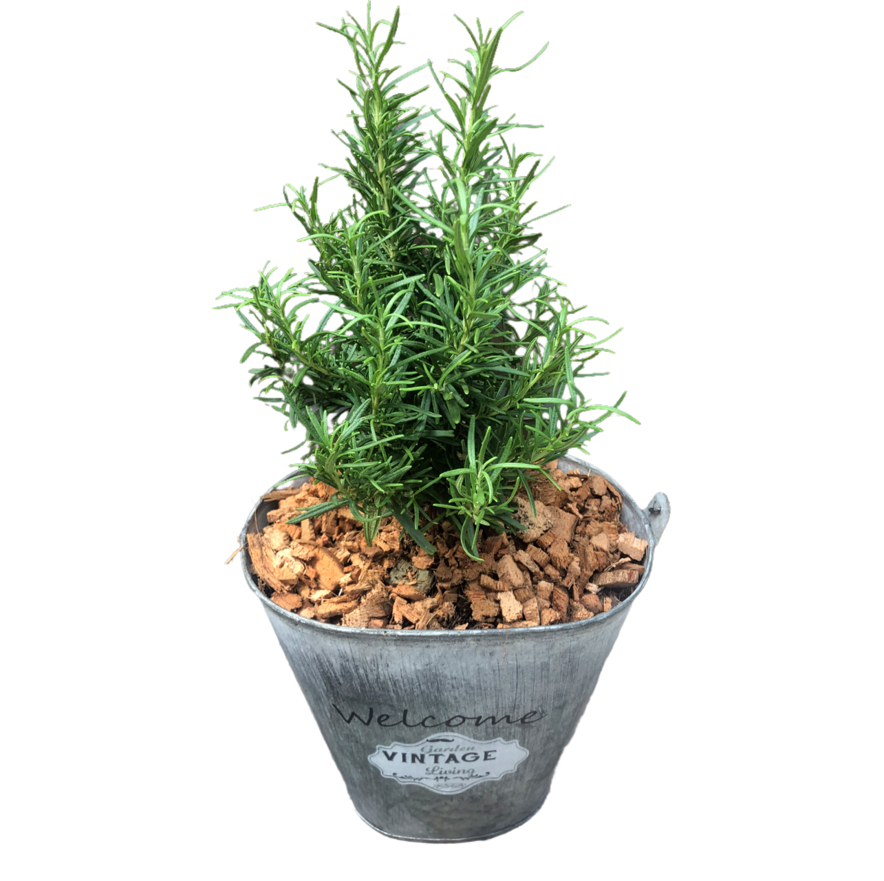 Rosemary Plant Thai Garden Design