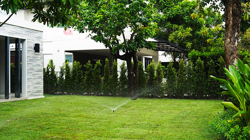 tropical plants bangkok