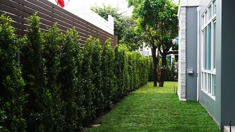trees for bangkok garden