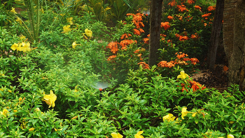 garden design and landscaping pattaya tropical garden designer