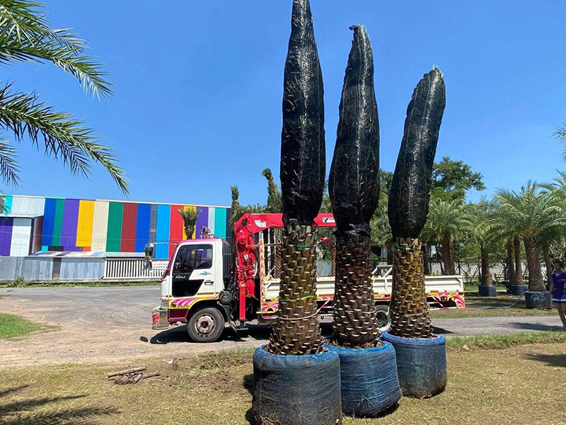 garden design and landscaping pattaya tropical palm tree delivery thailand