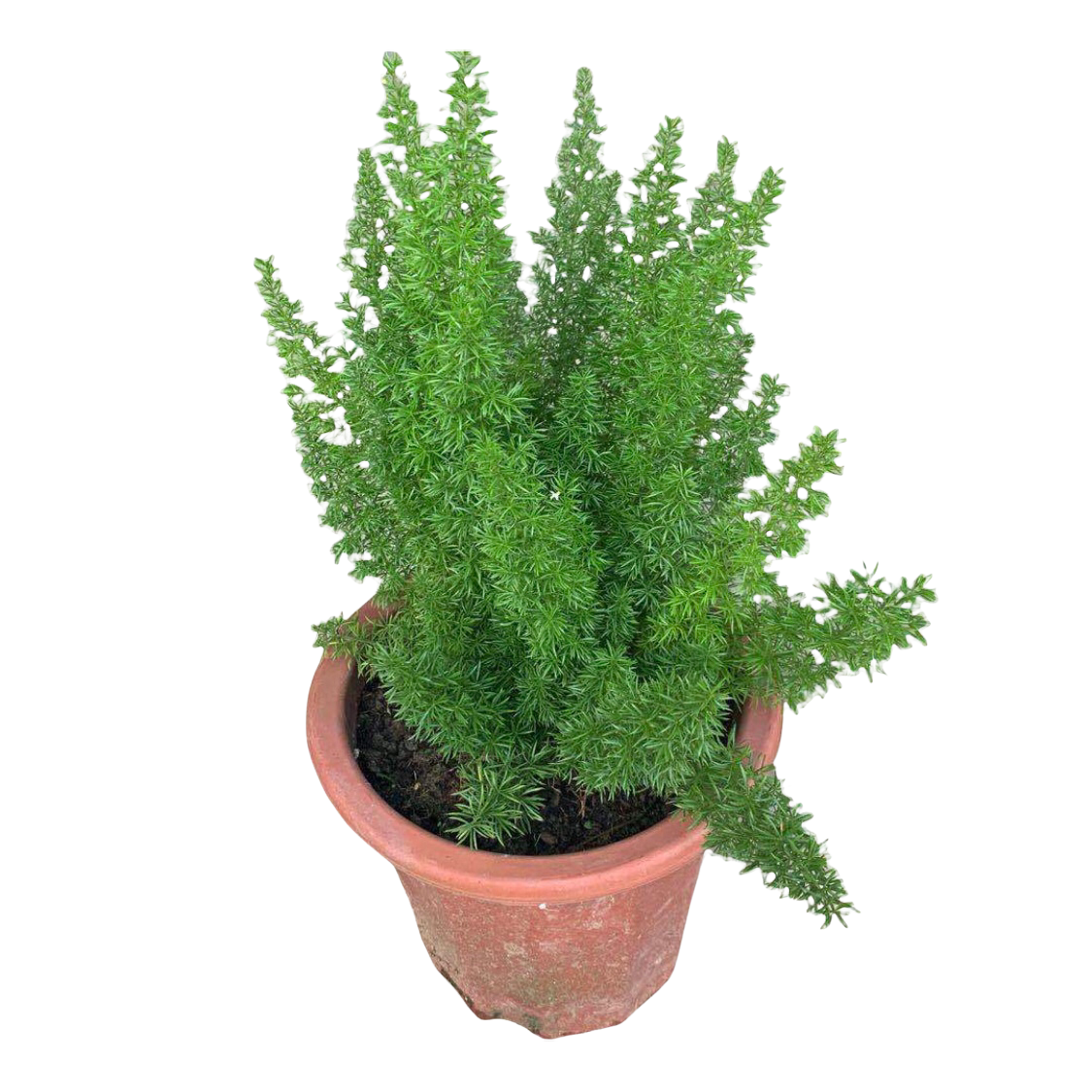 Foxtail Fern - Thai Garden Design