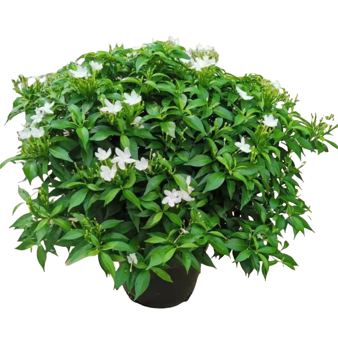Gardenia Crape Jasmine Bangkok Archives Thai Garden Design