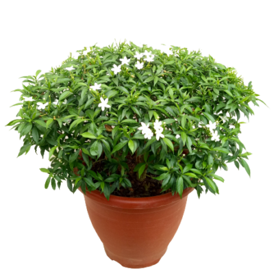 Crape Jasmine (tabernaemontana divaricata) - Image 2