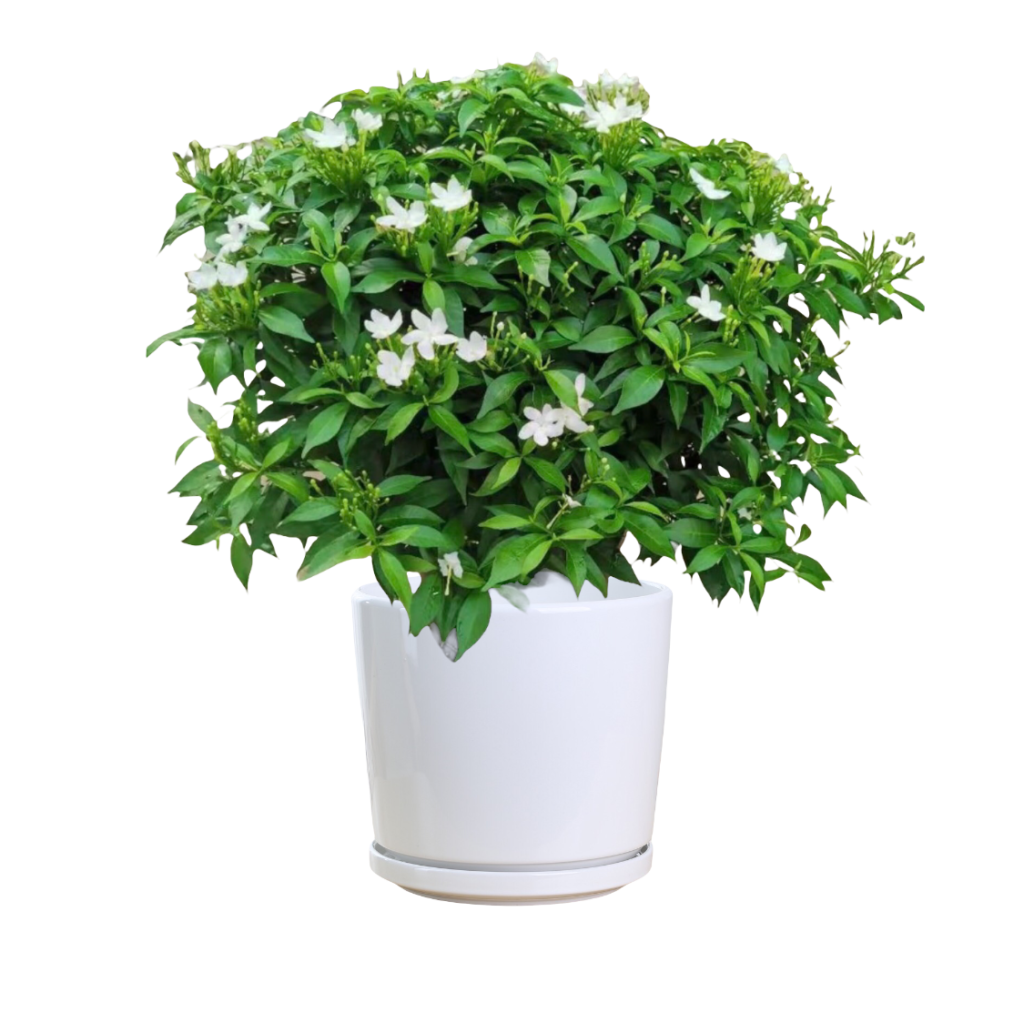 Crape Jasmine (tabernaemontana divaricata) Thai Garden Design