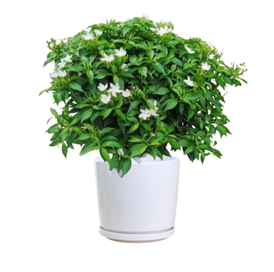 Crape Jasmine (tabernaemontana divaricata)