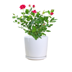 Roses in Thailand
