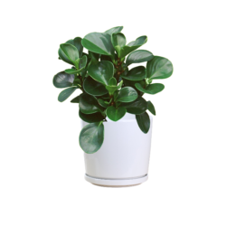 American Rubber Plant